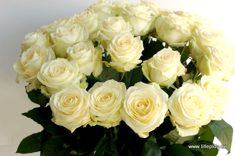 Букет из 19 больших белых роз — изображение 2